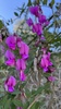 San Diego Pea - Photo (c) Emily Sluiman, some rights reserved (CC BY-ND), uploaded by Emily Sluiman