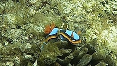 Chromodoris westraliensis