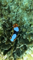 Chromodoris westraliensis