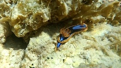 Chromodoris westraliensis
