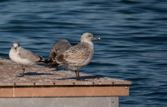 Larus