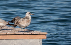 Larus