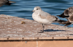 Larus canus