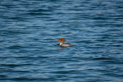Mergus merganser