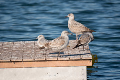 Larus