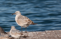 Larus