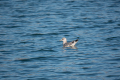 Larus canus