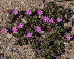 Portulaca bicolor
