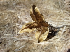 Iris missouriensis