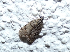 Eudonia lacustrata