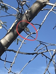 Psaltriparus minimus