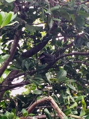 Eudynamys orientalis cyanocephalus