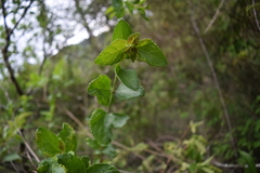 Aloysia scorodonioides