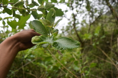 Aloysia scorodonioides