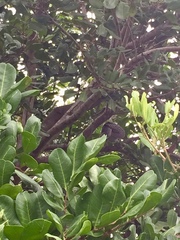 Eudynamys orientalis cyanocephalus