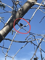 Psaltriparus minimus