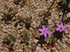 Portulaca bicolor