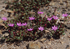 Portulaca bicolor