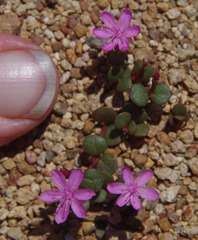 Portulaca bicolor