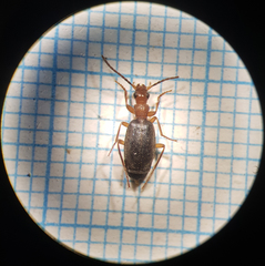 Brachinus crepitans