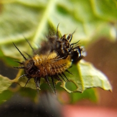 Cyrtonota thalassina