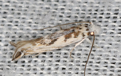 Erechthias mystacinella