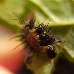 Cyrtonota thalassina