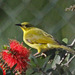 Yellow Honeyeater - Photo (c) Jerry Oldenettel, some rights reserved (CC BY-NC-SA)