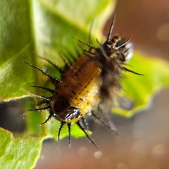 Cyrtonota thalassina
