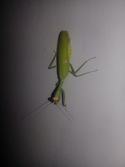 Stagmatoptera femoralis