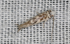Erechthias mystacinella