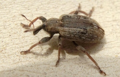 Hyperinae