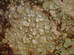 Lepra psoromica
