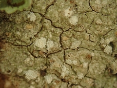 Lepra psoromica