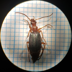 Brachinus elegans