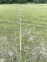 Eragrostis gummiflua