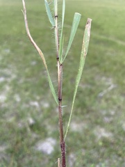 Eragrostis gummiflua