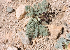 Lomatium mohavense