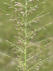 Eragrostis gummiflua