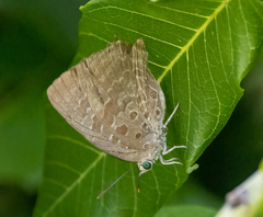 Arhopala araxes