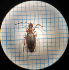 Brachinus psophia