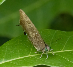 Arhopala araxes