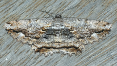 Scioglyptis lyciaria