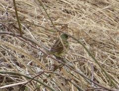 Emberiza personata