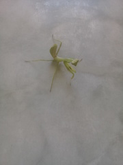 Stagmatoptera femoralis