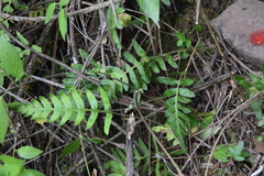 Pleopeltis thyssanolepis