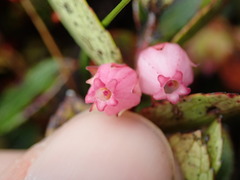 Gaultheria amoena