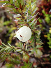 Disterigma empetrifolium