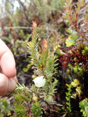 Disterigma empetrifolium