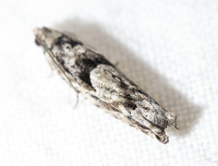 Pseudexentera hodsoni